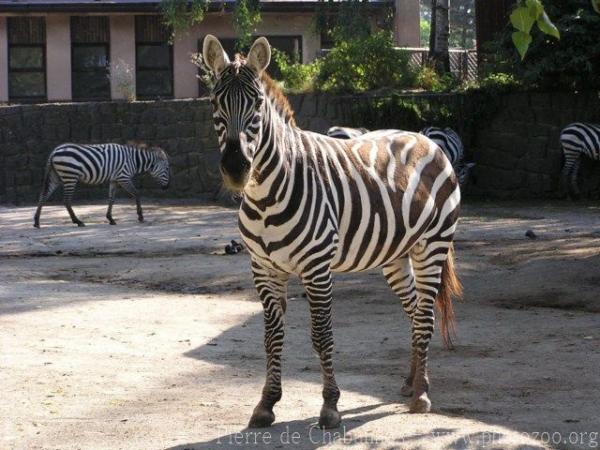 Grant's zebra