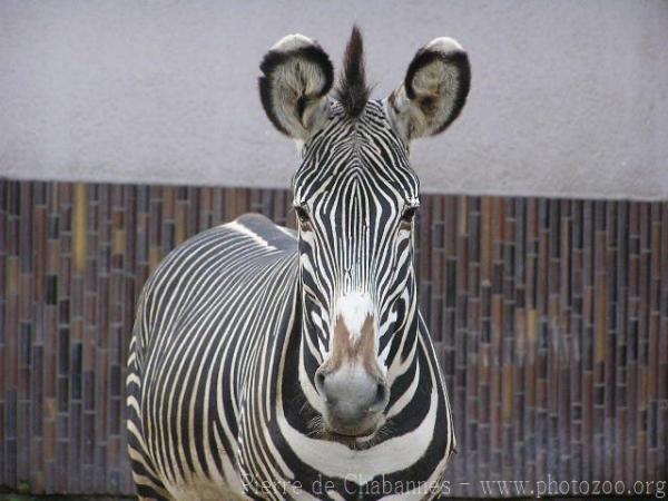 Grévy's zebra