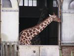 Reticulated giraffe