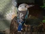 Blue-winged kookaburra