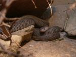 Nubian spitting cobra