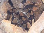 Ball python