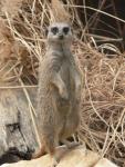 Slender-tailed meerkat