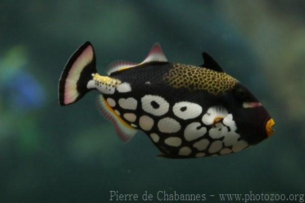 Clown triggerfish