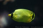 Latticed butterflyfish