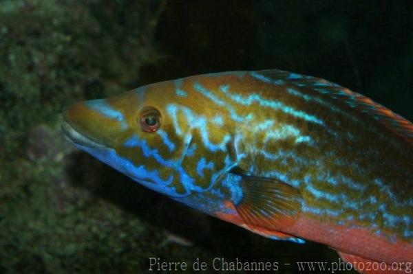 Cuckoo wrasse