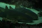 Tawny nurse shark