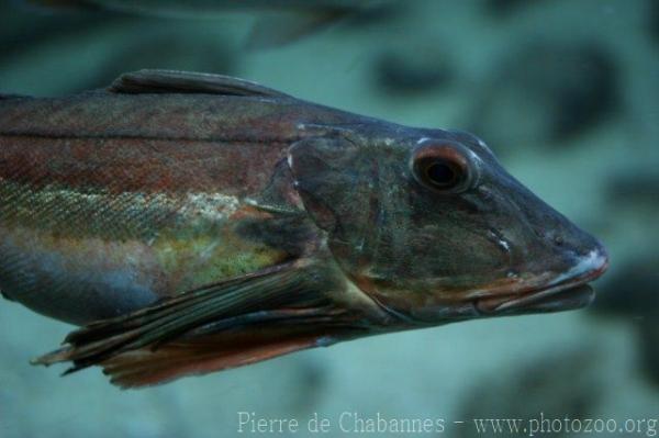 Tub gurnard