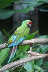 Military macaw