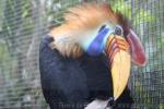 Knobbed hornbill *