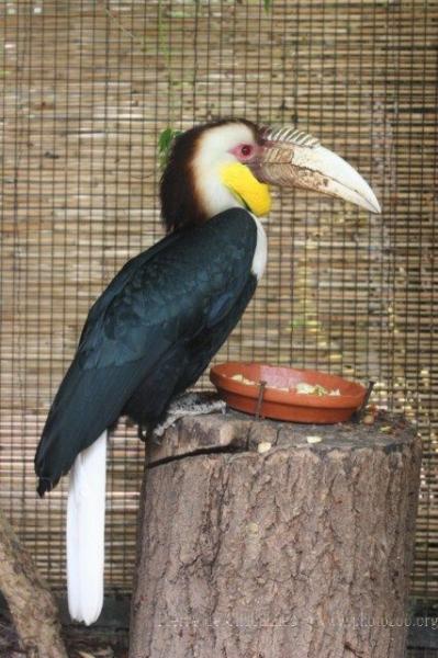 Wreathed hornbill *