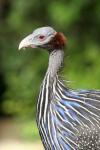 Vulturine guineafowl