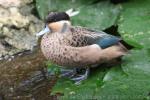 Hottentot teal