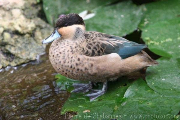 Hottentot teal