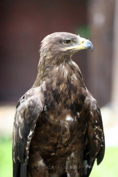 Golden eagle