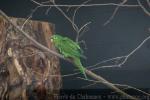 Hispaniolan parakeet *