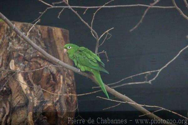 Hispaniolan parakeet *
