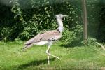 Kori bustard