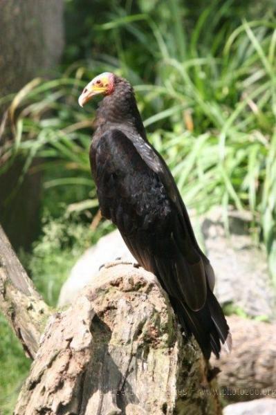 Lesser yellow-headed vulture