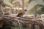 White-browed coucal