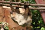 Linné's two-toed sloth