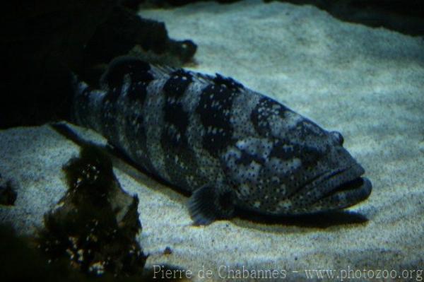 Malabar grouper