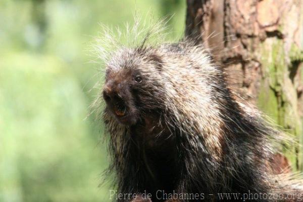 North American porcupine *