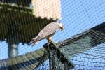 Lanner falcon