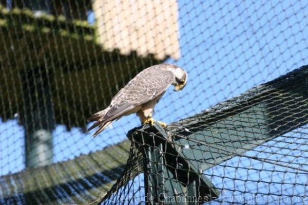Lanner falcon