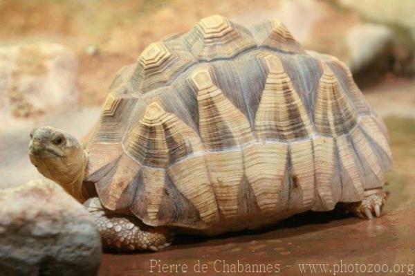 Ploughshare tortoise