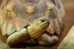 Ploughshare tortoise