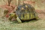 Ploughshare tortoise