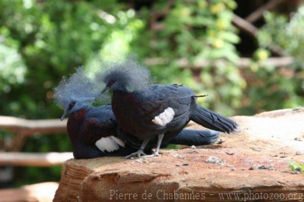 Southern crowned-pigeon