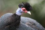 Crested guineafowl