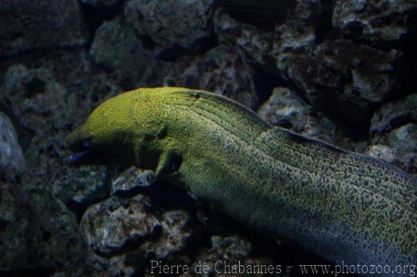 Giant moray