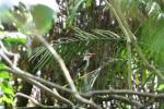 Brown-hooded kingfisher