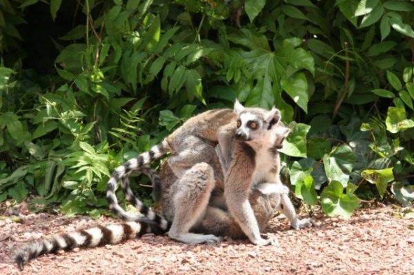 Ring-tailed lemur