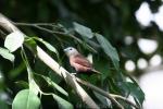 White-headed munia