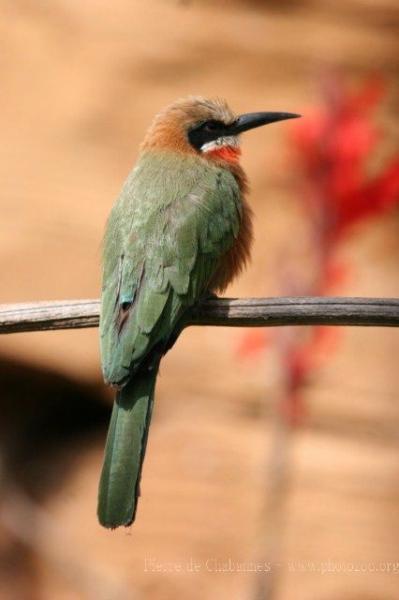 White-fronted bee-eater