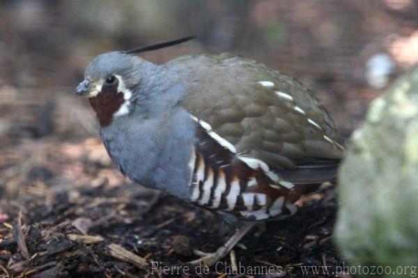 Mountain quail *