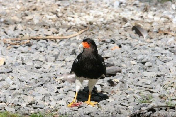 Mountain caracara