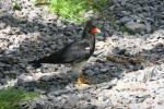 Mountain caracara