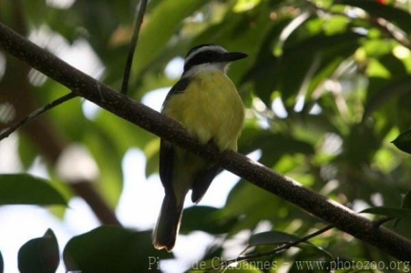 Great kiskadee