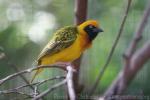 Speke's weaver