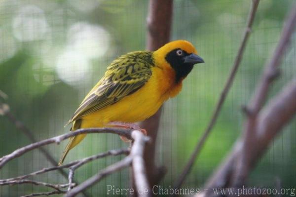 Speke's weaver