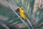 Speke's weaver