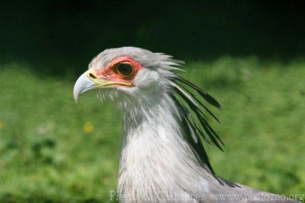 Secretarybird