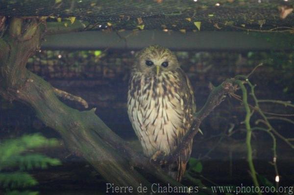 Vermiculated fishing-owl *