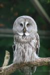 Great grey owl