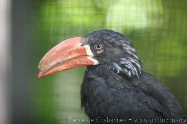 Crowned hornbill